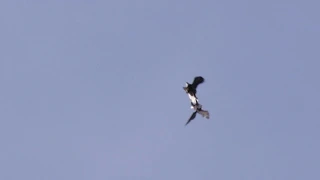 Bald eagle courtship ritual