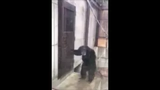 Monkey furiously knocking at door