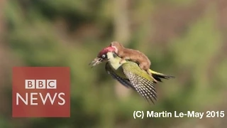 Extraordinary: Weasel rides on woodpecker's back - BBC News