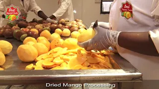 Processing Dried Mango