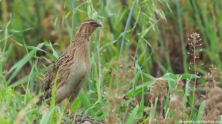 Common quail (Coturnix coturnix) singing / Prepelița cântând