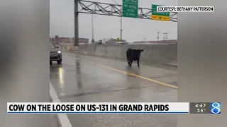 Video: Cow causes commotion on US-131 in Grand Rapids