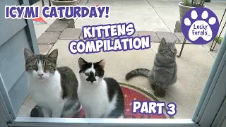 ICYMI Caturday! * Mother Cat And KITTENS! Part 3 * Cat Videos Compilation