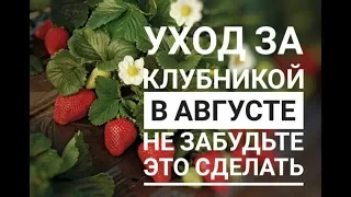 Уход за клубникой в августе Не забудьте это сделать