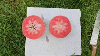 Яблуня,сорт Пінк Перл.