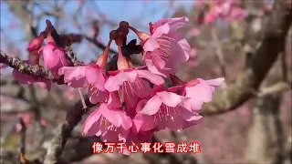 （离人相思泪）翻唱：爱晚亭&丽莎