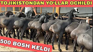 TOJIGISTONDAN 500 BOSH QO‘ZILAR KELDI YO‘LLAR OCHILDI