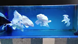 Most Beautiful Platinum Butterfly Koi Fish In Aquarium, Butterfly Koi Fish Carp Farm