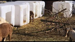 Making Shelters out of IBC Totes