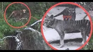 Return of the Tasmanian Tiger (Documentary)