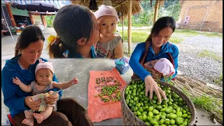 Mother and son went to pick burnt fruit from trees to sell at the market|chinh and my