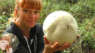 САМЫЙ БОЛЬШОЙ ГРИБ ДОЖДЕВИК - Лангермания гигантская Calvatia gigantea: как готовить и сушить