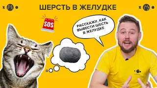 ШЕРСТЬ В ЖЕЛУДКЕ КОШЕК