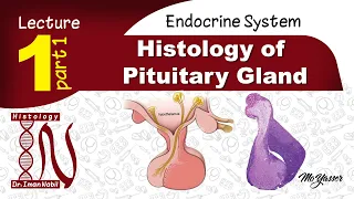 1a-Histology of pituitary gland part 1- Endocrine system
