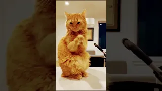 Funniest cute cat videos🙄😏|| #Shorts #cats #shortsfeed #trendingshorts #trending #viral #ytshorts