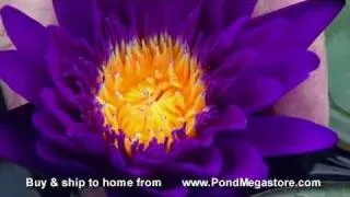 Tanzanite Waterlily, deepest purple waterlily in the world at present