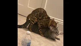 Bengal and tabby mating