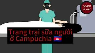 (Full) Trang trại sữa người ở Campuchia | Thế Giới Kì Quái