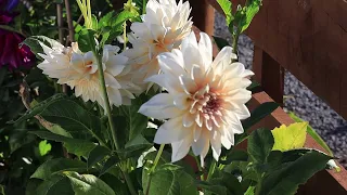 Bunga dahlia cantik di kebun ku... New Zealand