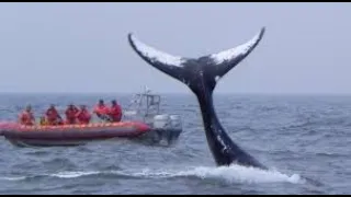 Whales in the Bay of Fundy, Nova Scotia Canada