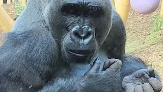 Majestic Silverback Gorilla Brothers.🦍🍃