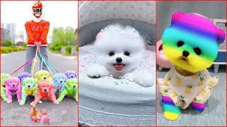 Tik Tok Chó Phốc Sóc Mini 😍 Funny and Cute Pomeranian #111