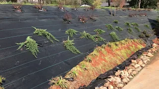 Holding Mulch on a Hill