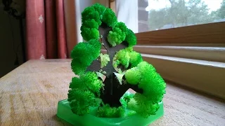 Chemistry experiment 54 - Growing a Crystal Tree (time-lapse)