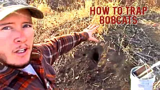 Bobcat Trapping: Easiest Way To Catch Bobcats