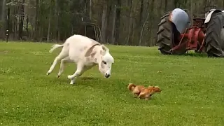 Heartwarming Animal Friendships Between Different Species