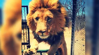 Dramatic video shows lion mauling animal sanctuary owner