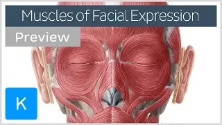 Muscles of facial expression (preview) - Human Anatomy | Kenhub