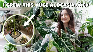 How to Grow Alocasia Micholitziana Fast! | New Monthly Plant Feature Series🪴| Episode 5