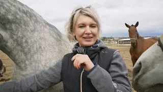 АНДАЛУЗ   ИНСПАНСКАЯ ЛОШАДЬ В КАЛУЖСКОЙ ОБЛАСТИ