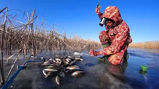 МЕШОК с ОДНОЙ ЛУНКИ, ОКУНЬ ОЗВЕРЕЛ! Первая зимняя рыбалка на жерлицы. Первый лёд.