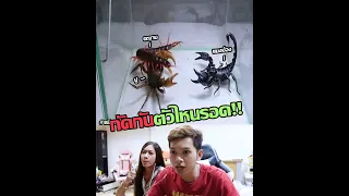 ปู แมงป่อง ตะขาบ กัดกันตัวไหนจะรอด!!