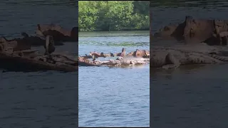 Crocodile spotted near Salt River Jamaica 🇯🇲 #river #crocodile