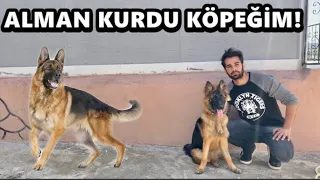 ALMAN KURDU SAHİPLENDİM! HAYIRLI OLSUN!