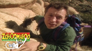 🐵 🐒Zoboomafoo 110 - Climbing | HD | Full Episode 🐵 🐒