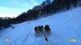 1ere sortie traineau à Payolle de l'hiver 2023-2024 avec les 4 Malamutes de l'Alaska