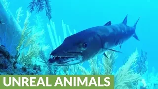 Giant barracuda poses for video and then flashes teeth