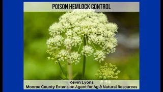 Posion Hemlock Control