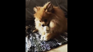 Bella the Pomeranian chewing her favorite bone!