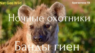 Nat Geo Wild.Ночные охотники.Банды гиен.