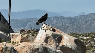 Turkey Vultures on Double Butte