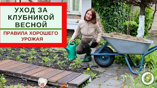 УХОД ЗА КЛУБНИКОЙ ВЕСНОЙ - что нужно сделать для хорошего урожая