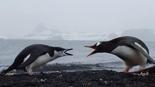 Chinstrap & Gentoo Penguins in Antarctica