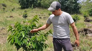 guanabana segunda poda de formación en árboles