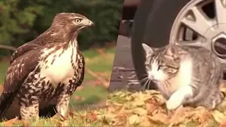 Cat VS Hawk (the Force Awakens)