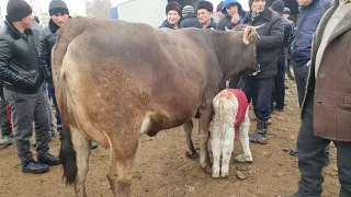 Yangiqo'rg'on tumani ZARKENT chorva bozori SHVET SIGIRLARI bugungi narxlari  SIGIRLARNI MUNCHOQLARI